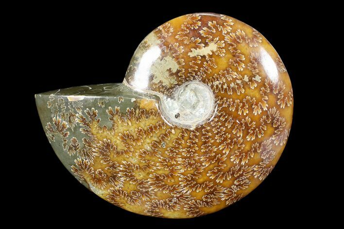 Polished, Agatized Ammonite (Cleoniceras) - Madagascar #88146